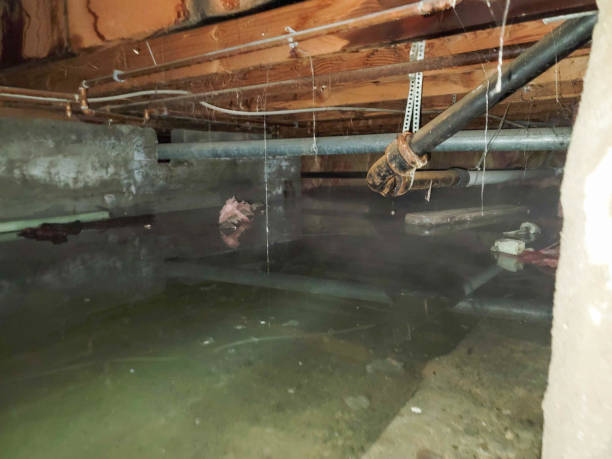 Best Local water damage restoration  in Wilder, VT